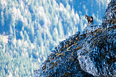 Chamois (Rupicapra rupicapra) standing on rocks high up in the mountains. Alps, Austria.