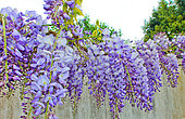 Wisteria in bloom, Le Mans, Sarthe, France