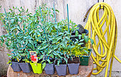 Cup-grafted tomato plants after treatment with Bordeaux mixture, Le Mans, Sarthe, France