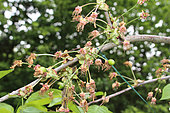 Cerisier Burlat, future cherry on a branch, Le Mans, Sarthe, France