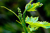 Future bunch of white chasselas grapes and a fungicide treatment with Bordeaux mixture, Le Mans, Sarthe, France