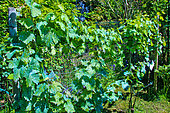 Private vineyard with Bordeaux mixture treatment, red grapes: Hamburg Muscat and white grapes: Chasselas, Le Mans, Sarthe, France