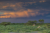 Heavy skies before the storm, Namibia, Africa