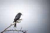 Fork-tailed Drongo (Dicrurus adsimilis), Namibia, Africa