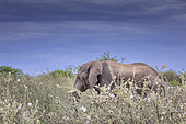 African elephant (Loxodonta africana), Namibia, Africa