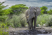 African elephant (Loxodonta africana), taking a "mud bath" by spraying himself, Etrosha National Park, Namibia, Africa