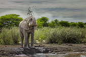 African elephant (Loxodonta africana), taking a "mud bath" by spraying himself, Etrosha National Park, Namibia, Africa