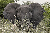 African elephant (Loxodonta africana), Namibia, Africa