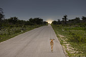 Black-faced Impala (Aepyceros melampus petersi) on a road at sunrise, Etosha National Park, Namibia, Africa