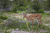 Black-faced Impala (Aepyceros melampus petersi), Namibia, Africa
