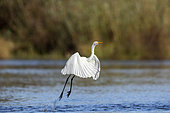 Great Egret (Ardea alba) flying, Petite Camargue Alsacienne, Ile du Rhin, Alsace, France