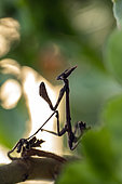 Conehead mantis larva (Empusa pennata) in Provence, France