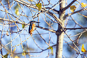Kingfisher (Alcedo atthis) on a branch, Petite Camargue Alsacienne, Alsace, France