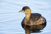 Little grebe (Tachybaptus ruficollis) at dawn, Petit Rhin, Ile du Rhin, Alsace, France