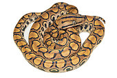 Rainbow boa (Epicrates cenchria), white background, French Guiana