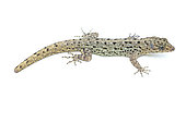 Striped dwarf gecko (Gonatodes vittatus), white background, French Guiana