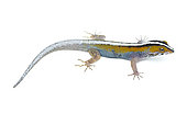 Striped dwarf gecko (Gonatodes vittatus), white background, French Guiana