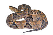 Lancehead (Bothrops oligobalius), white background, French Guiana