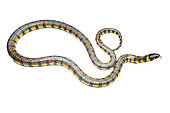 Triangle Water Snake (Hydrops triangularis), white background, French Guiana