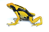 Dyeing poison frog (Dendrobates tinctorius), white background, French Guiana