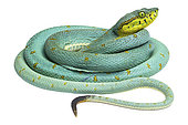 Green jararaca (Bothrops bilineatus), white background, French Guiana