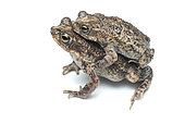Granular toad (Rhinella merianae), white background, French Guiana