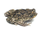 Granular toad (Rhinella merianae), white background, French Guiana