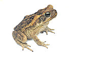 Marine toad (Rhinella marina), white background, French Guiana