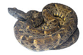 Common lancehead (Bothrops atrox), white background, French Guiana