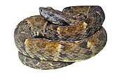 Common lancehead (Bothrops atrox), white background, French Guiana