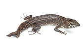 Two-faced Neusticure (Neusticurus bicarinatus), white background, French Guiana