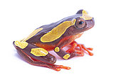 White-leaf frog (Dendropsophus leucophyllatus), white background, French Guiana