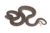 Common lancehead (Bothrops atrox), white background, French Guiana