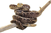 Amazonian Tree Boa (Corallus hortulana), white background, French Guiana