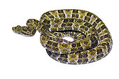 Grage lichen (Bothrops taeniatus), white background, Peru