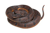 Couresse echelette (Xenopholis scalaris), white background, French Guiana