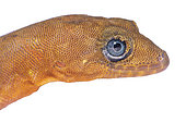 Annulated gecko (Gonatodes annularis), white background, French Guiana