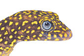 Annulated gecko (Gonatodes annularis), white background, French Guiana