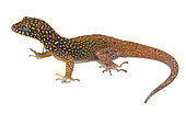 Annulated gecko (Gonatodes annularis), white background, French Guiana