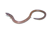 Spectacled lizard (Bachia flavescens), white background, French Guiana