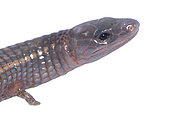 Spectacled lizard (Bachia flavescens), white background, French Guiana