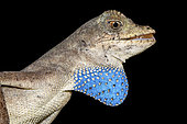 Goldenscale anole (Norops chrysolepis), black background, French Guiana