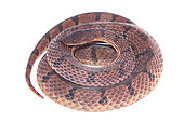 Couresse echelette (Xenopholis scalaris), white background, French Guiana