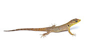Male Bridled Forest Gecko (Gonatodes humeralis), white background, French Guiana