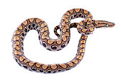 Rainbow boa (Epicrates cenchria), white background, French Guiana