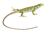 Chameleon polychre (Polychrus marmoratus), white background, French Guiana