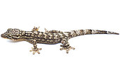 Turnip-tailed Gecko (Thecadactylus rapicauda), white background, French Guiana