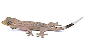 Juvenile Turnip-tailed Gecko (Thecadactylus rapicauda), white background, French Guiana