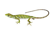 Chameleon polychre (Polychrus marmoratus), white background, French Guiana