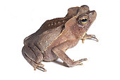 South American Common Toad (Rhinella margaritifera), white background, French Guiana